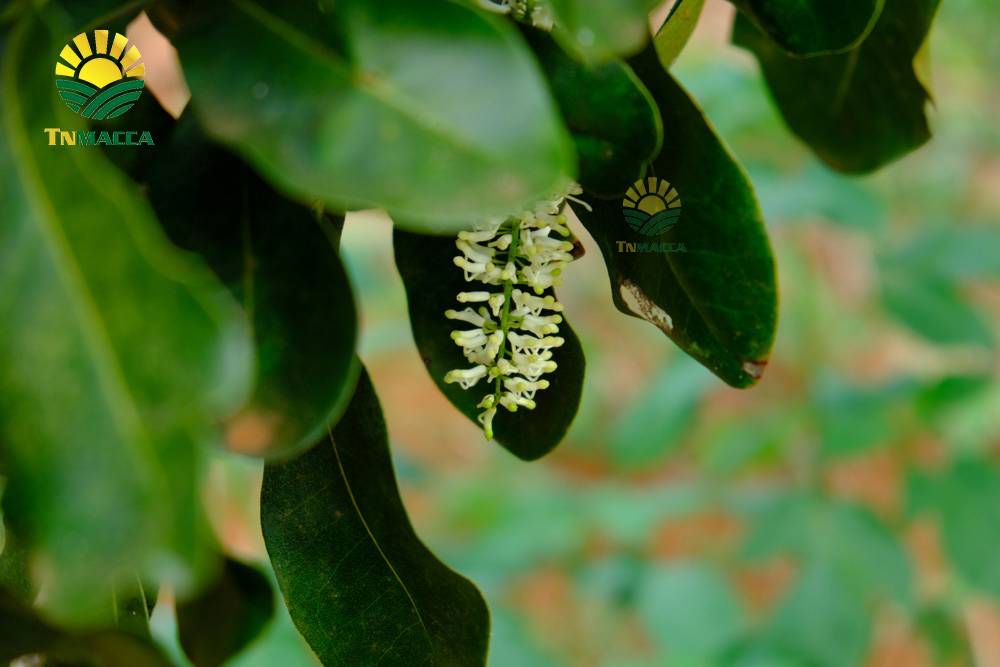 Bán hạt macca :6 Kinh nghiệm bán macca trong nước và xuất khẩu